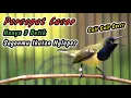 Download Lagu PANCINGAN PENGGACOR SOGON IJOAN JANTAN TROTOL NDASI AGAR CEPAT RESPON NEMBAK‼️AWAS LANGSUNG NEMBAK