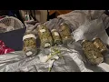 ILGM Autoflower Grow total 5 plants how much