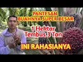 Lagu Rahasia Pemupukan Kelapa Sawit Yang Luar Biasa