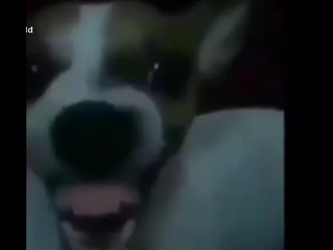 Cover of video Dog laughing meme