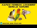 Download Lagu MASTER KAPAS TEMBAK LOVEBIRD GEREJA TARUNG Jeda Terapi Air AMPUH