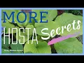 MORE Hosta Secrets Fertilizing Throughout the Summer and What to Do About Hail Damage