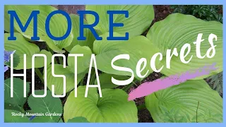 MORE Hosta Secrets Fertilizing Throughout the Summer and What to Do About Hail Damage