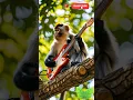 Download Lagu Monyet bermain gitar di atas pohon