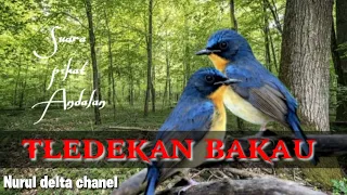 Download Suara pikat burung Tledekan paling ampuh. MP3