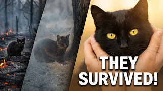 6 Pets That SURVIVED Against All Odds!