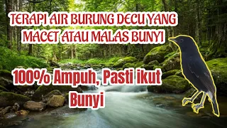 terapi air burung decu macet atau malas bunyi