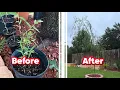 HOW TO GROW YOUR WILLOW TREES 2X FASTER NO BS Tips