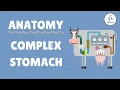 Anatomy of the Ruminant Stomach Cow Goat Sheep