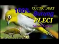 Download Lagu Suara pikat burung pleci ribut !!! Ampuh buat burung yang susah turun !