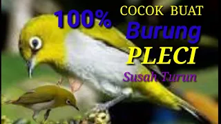suara pikat burung pleci ribut ampuh buat burung yang susah turun 