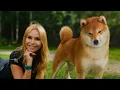 Download Lagu THE SHIBA INU - THE SCREAMING DOG OF JAPAN - 柴犬