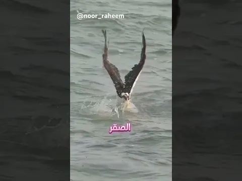 صقر اندفع نحو البحر… واللي صار يشبه المعجزة! 🤯🦅🌊