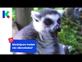 Download Lagu Medicijnen maken van dierenkaka?