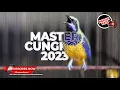 Download Lagu 🔴Masteran Cucak Cungkok Gacor Isian Mewah