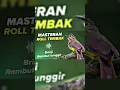 Download Lagu Masteran roll tembak brinji rambut tunggir #kicaumania #masteranmuraibatufullisian #brinji