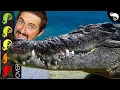 Saltwater Crocodile The Best Pet Reptile