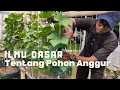 Download Lagu Pemula? Jangan Khawatir! Ini Bagian-Bagian Pohon Anggur Yang Perlu Diketahui