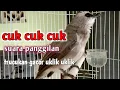 Lagu suara trucukan uklik uklik memanggil kawanan, langsung auto nyaut dan gacor