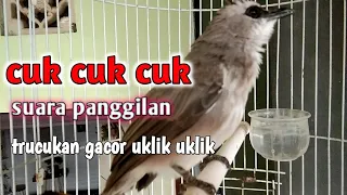 suara trucukan uklik uklik memanggil kawanan langsung auto nyaut dan gacor