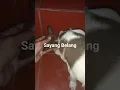Download Lagu Sayang Belang #Shorts