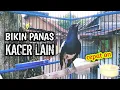 Download Lagu BIKIN PANAS EMOSI KACER LAIN DI JAMIN NYAUT CEPAT ON !! PANCINGAN KACER GACOR PASTI NYAUT AMPUH.