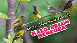 Download Suara Pikat Semua Jenis Burung Kecil Liar MP3