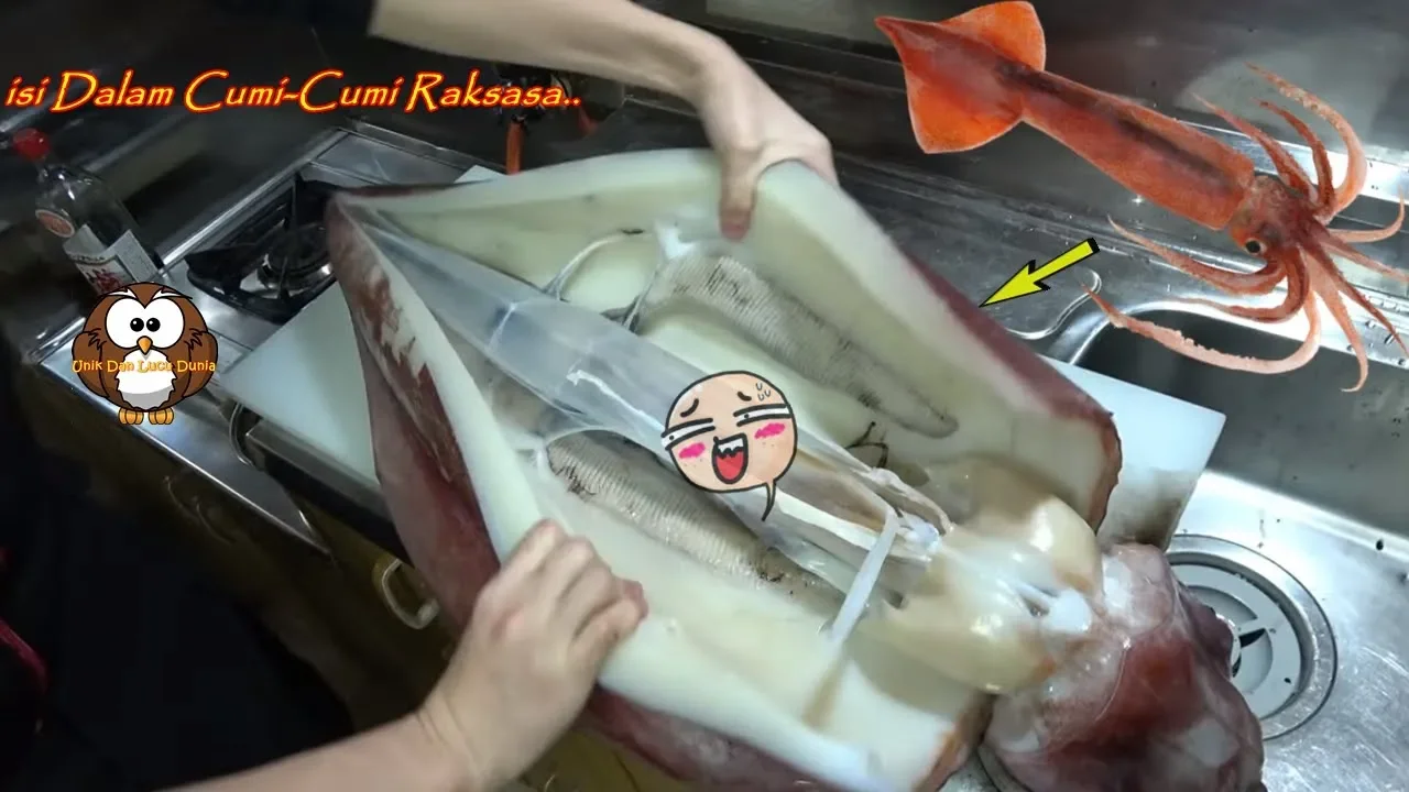 Saat Cumi-Cumi RAKSASA Dibelah.! Tak Disangka isi Dalamnya Perutnya Ternyata WOW