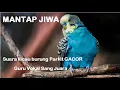 Lagu Suara Kicau Burung Parkit Gacor | Masteran Burung dan Pancingan Burung Juara