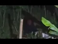 Download Lagu 🔴 LIVE MISTERI MALAM INI❕❕CISALAK SUBANG BATU PANGANTEN...!!!