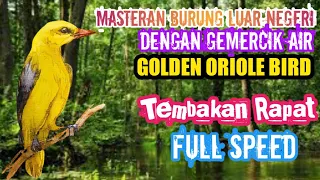 Download MASTERAN PALING DICARI | KICAU BURUNG LUAR NEGERI | GOLDEN ORIOLE MP3