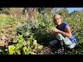 Lagu Diary of a Permaculture Gardener