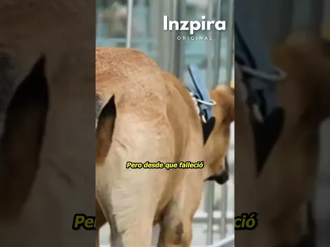 El Hachiko Turco, aún espera a su dueño fallecido ❤️