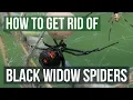 How to Get Rid of Black Widow Spiders 4 Easy Steps