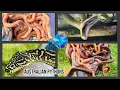 100 NEW BABY AUSTRALIAN PYTHONS