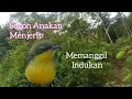 Download Lagu Suara Anakan Sogon Menjerit Memanggil Indukan