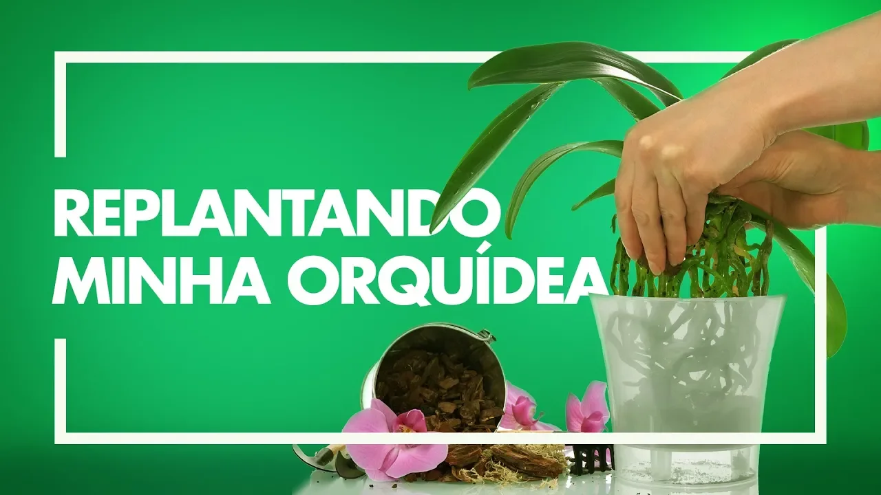 COMO FAZER O REPLANTIO DE ORQUÍDEAS?