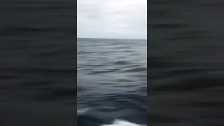 Hello Whales! 🐳