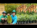 Download Lagu PAGTATANIM NG DURIAN AT LUYA SA AREA #3 MAGANDA PAGKAKITAAN