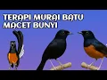 Download Lagu terapi murai batu bongkar isian 100 ampuh 