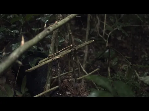 Trailer | L'Arbre de l'authenticité | Sammy Baloji