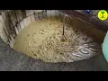 इस लिए पिग फार्म में हो रहा नुकसान  II PigFarm II Pig farm Business II Pig Farming