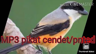 mp3 pikat cendet pnted ribut