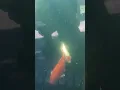 voerautomaat voor koi's