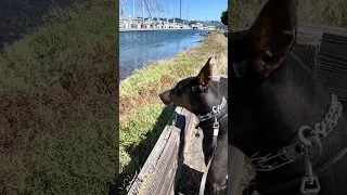 Daily life with a Doberman .. #fyp #dream #doberman #pets #youtube