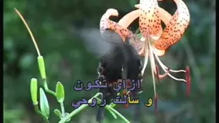                                           دندنها
