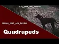 game Quadrupeds - Things That Are Harder