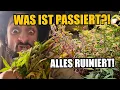 Ich wollte meine Pflanzen retten – am Ende musste alles weg!