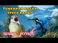 Download Lagu Masteran Kapas tembak vs Tengkek Udang || Masteran Tembakan Kasar Isian Kapas tembak Tengkek udang