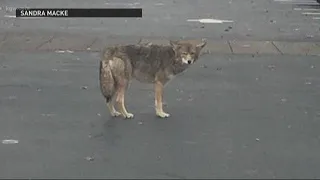 How to handle a coyote encounter